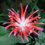 Aphelandra scabra Floare