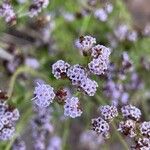 Chromolaena hirsuta Flor