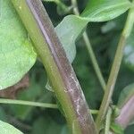 Tinantia erecta Rinde