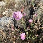 Convolvulus cantabrica Flower