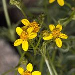 Coreocarpus arizonicus Flower