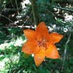 Lilium bulbiferumFleur