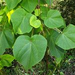 Catalpa ovata ഇല