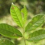 Baphia pubescens Φύλλο