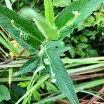 Caperonia castaneifolia Frunză