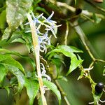 Faramea quinqueflora Flower