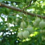 Styrax japonicus Fruto