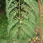 Jacaranda mimosifoliaFolha