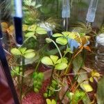 Marsilea quadrifolia Likasa