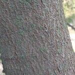 Maytenus boaria Corteza