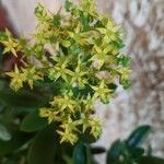 Sedum praealtum Cvet