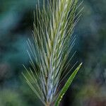 Hordeum murinum Fleur