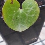 Asarum caudatum Yaprak