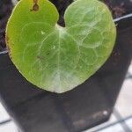 Asarum caudatum ᱥᱟᱠᱟᱢ