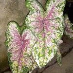 Caladium bicolor Leaf