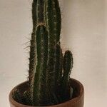 Cereus jamacaru List