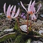 Erythronium dens-canis Habitus