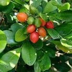 Murraya paniculata Fruit