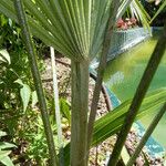 Rhapidophyllum hystrix Fuelha