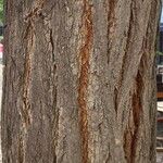 Robinia pseudoacacia Bark