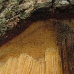 Erismadelphus exsul Corteza