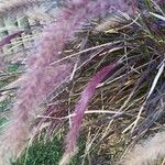 Pennisetum pedicellatum 葉