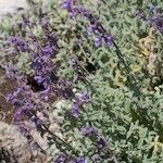 Nepeta nepetella 形態