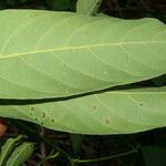 Nectandra hihua Feuille