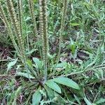 Plantago virginica Blatt