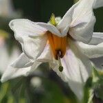 Solanum tuberosumFlor