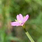 Epilobium tetragonum Цветок