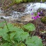 Primula matthioli Flower