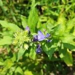 Lobelia siphiliticaFloare