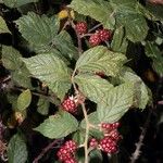Rubus questieri その他の提案