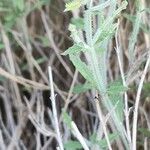 Salvia aegyptiaca Bark