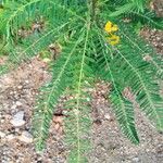 Sesbania sericea Leaf