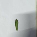 Adenium obesum Leaf