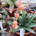 Gasteria glomerata Flor