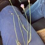 Pinaropappus roseus Blüte