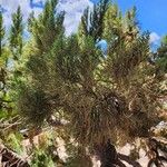Juniperus chinensis Fuelha