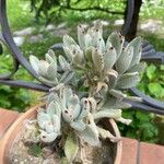 Kalanchoe tomentosa 葉