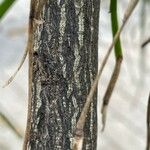 Carmichaelia australis പുറംതൊലി