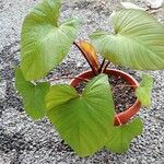 Homalomena rubescens Leaf