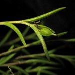 Jacquiniella globosa Fruit