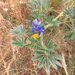 Lupinus cosentinii 花