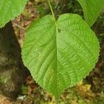 Tilia platyphyllosFeuille