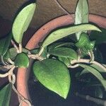 Hoya carnosa ഇല