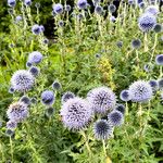 Echinops bannaticus ശീലം