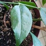 Trachelospermum jasminoides Лист