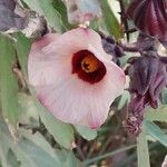 Hibiscus sabdariffa Flor